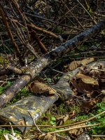 Камуфляжная лента многоразовая Gear Aid (McNett) цвет Obsession — от интернет-магазина MWROS